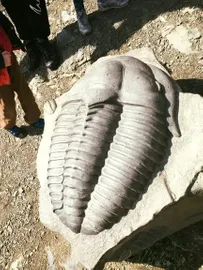 Výlet naučnou stezkou po stopách trilobita na Hrad Týřov 